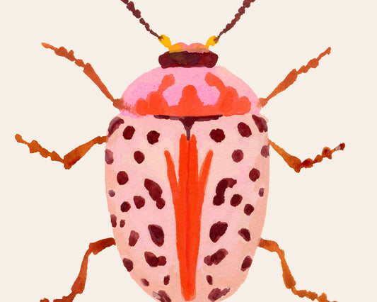 Gouache painting of a blush-colored beetle with coral and baby pink tones, accented with wine-maroon dots and curving tentacle-like antennae. A soft yet striking insect illustration.